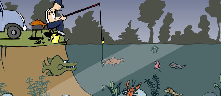In der Animation zur zur Nahrungskette im Teich macht sich ein Hecht bereit, einen Fisch zu verspeisen. Da er sich von Fleischfressern ernährt, gehört er zu den Konsumenten dritter Ordnung.
