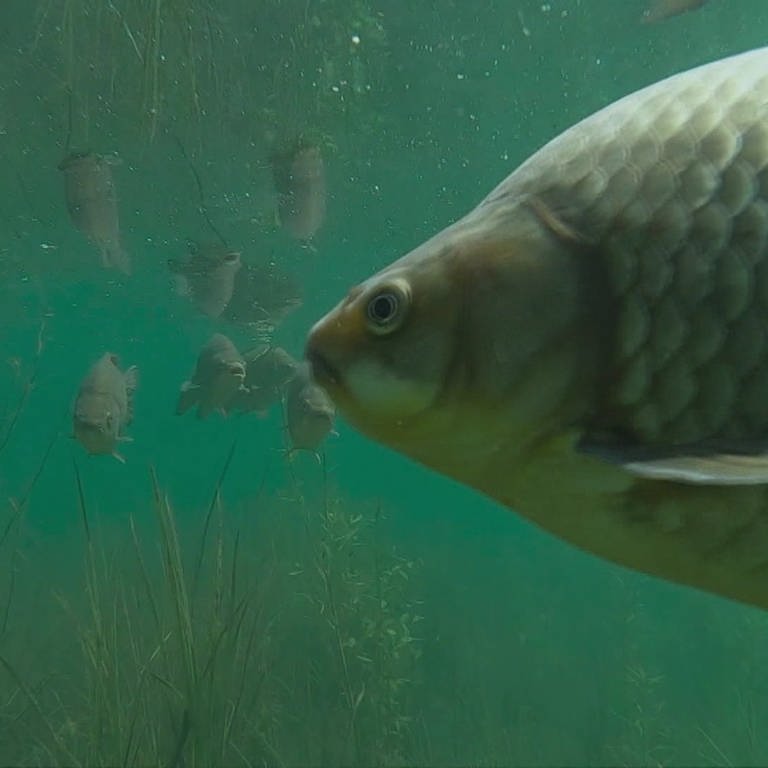 Ein Fisch schwimmt sehr nahe vor der Kamera ins Bild.