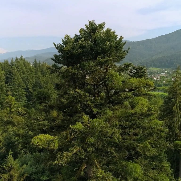 Ein großer Baum in einem hügeligen Wald.