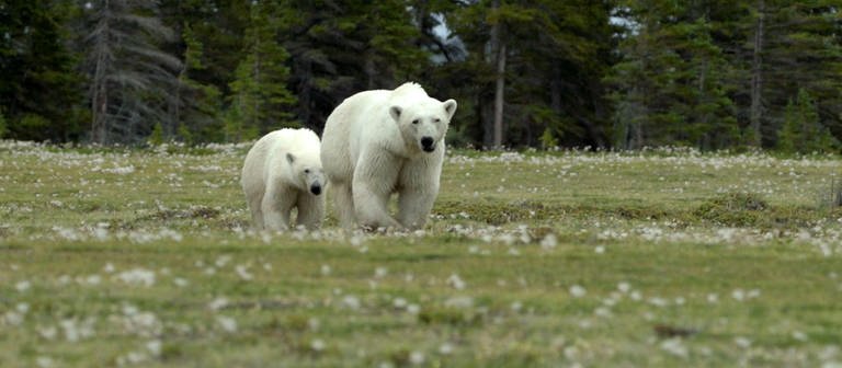 Zwei Eisbären laufen über eine Wiese.