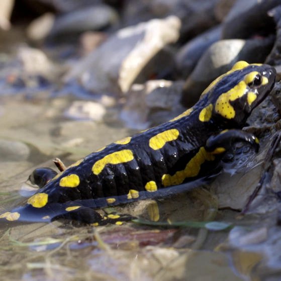 Salamander krabbelt aus deinem Gewässer an Land.