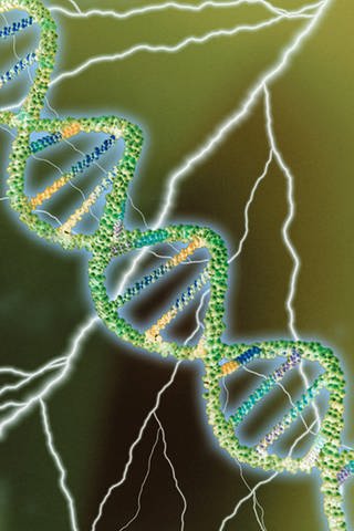 Erbsubstanz DNS