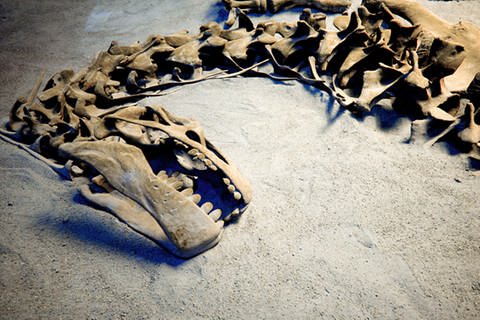 Ein Dinosaurierskelett im Sand
