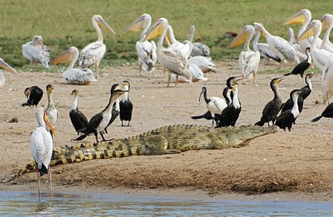 Ein Krokodil inmitten einer Gruppe Vögel