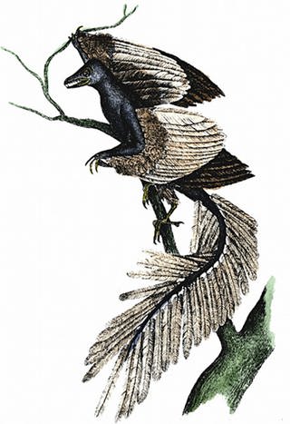 Eine Zeichnung des Urvogels Archaeopteryx