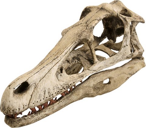 Schädel eines Velociraptors