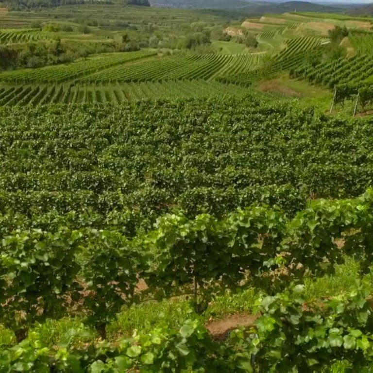 Ein Hügel, auf dem viel Wein angebaut wird (Foto: SWR - Screenshot aus der Sendung)