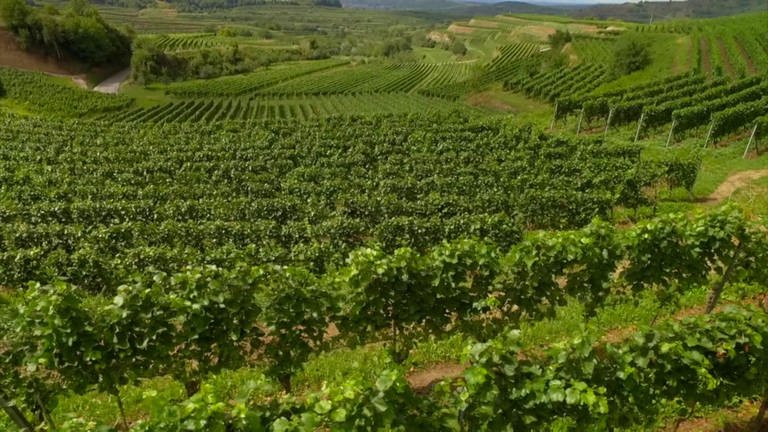 Ein Hügel, auf dem viel Wein angebaut wird