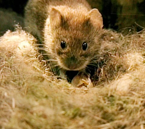 Eine kleine braune Maus macht sich in einem Vogelnest über die Eier her.