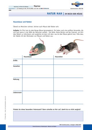 Arbeitsblatt 3: Hausmäuse und Ratten