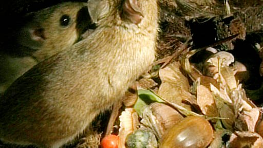 Zwei Mäuse in ihrem unterirdischen Bau sind umgeben von Eicheln, Blättern und diversen Früchten.