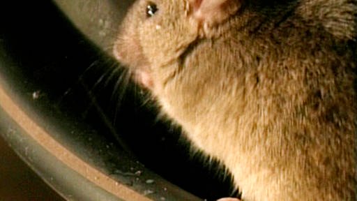 Maus sitzt in einem Keramikgefäß, das ausschnittsweise zu erkennen ist.