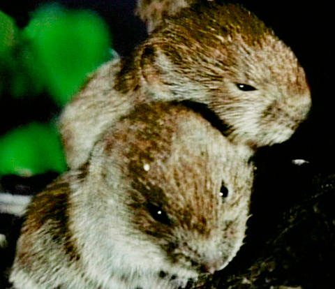 Zwei junge Mäuse mit grau-braunem Fell sitzen auf dunkler Erde.