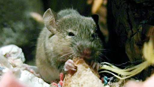Eine Maus sitzt inmitten von schemenhaft erkennbarem Müll und knabbert an einem Stück Brot.