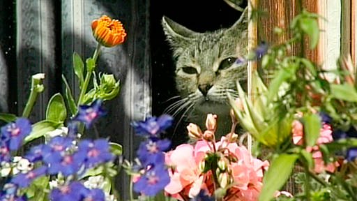 Aus einem Fenster, vor dem bunte Blumen blühen, schaut eine grau getigerte Hauskatze.