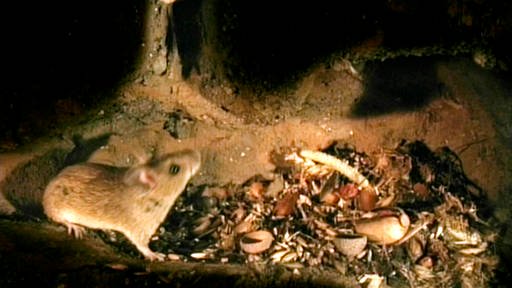 Maus in ihrem unterirdischen Bau mit Überresten von Nüssen und Körnern.
