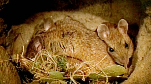 Eine Maus liegt mit ihren Jungen in einer Erdhöhle.