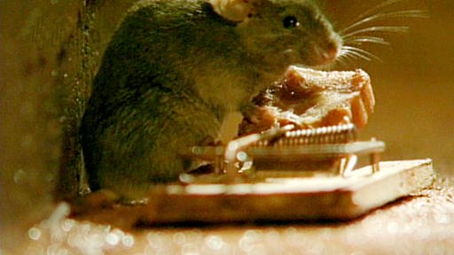 Eine Maus sitzt auf einer Mausefalle und futtert.