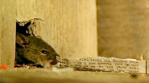 Eine Maus schaut aus einem Mauseloch in der Wand. Vor ihr liegt ein Streifen einer Zeitung.