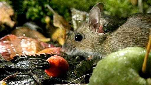 Eine Maus sitzt auf dem Waldboden, umgeben von Früchten und Blättern. Im Vordergrund teilweise zu sehen: ein grüner Apfel.