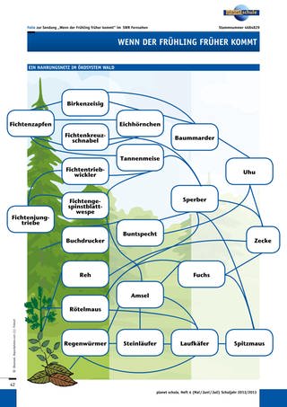 Materialblatt: Ein Nahrungsnetz im Ökosystem Wald