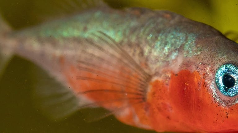Ein silber-roter Fisch unter Wasser in Nahaufnahme. (Foto: Imago/blickwinkel)