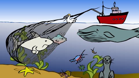 In der Animation zur Nahrungskette im Meer verfängt sich ein Hai in einem Fischernetz. (Foto: SWR / Screenshot aus Animation)