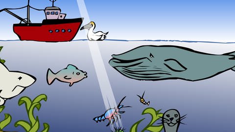 In der Animation zur Nahrungskette im Meer produziert Plankton mithilfe der Sonneneinstrahlung Biomasse. Es steht damit als Produzent am Anfang der Nahrungskette. (Foto: SWR / Screenshot aus Animation)