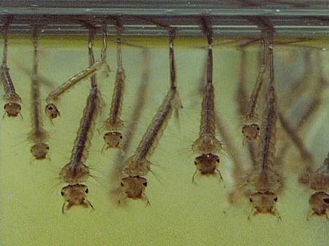 Mehrere Stechmückenlarven