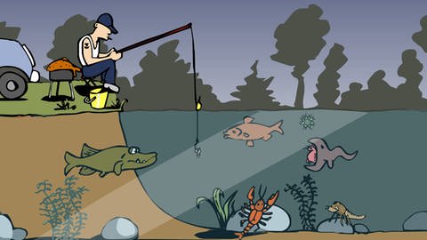 In der Animation zur Nahrungskette im Teich frisst eine Kaulquappe einen Wasserfloh, der den Plankton zugeordnet wird. Beide zählen in der Nahrungskette zu den Konsumenten.  (Foto: Screenshot aus Animation)