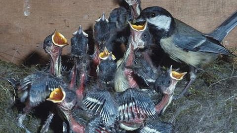 Eine Kohlmeise füttert im Nest ihre Jungen, die ihr den offenen Schnabel entgegenrecken (Foto: SWR - Screenshot aus der Sendung)