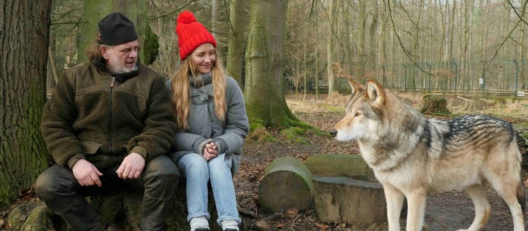neuneinhalb-Reporterin Jana und der Wolfsexperte Matthias sitzen auf einem Baumstumpf im Wolfsgehege. Sie schauen einen Wolf an, der neben ihnen steht. 