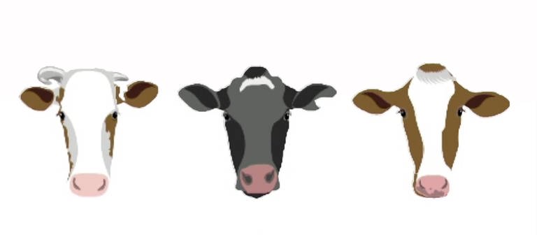 Die Superkühe: So sehen Kuhleben und Milchproduktion aus (Foto: )
