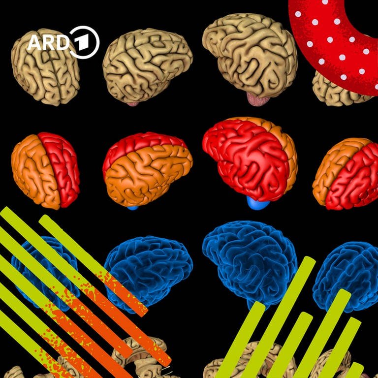 Illustration: Viele buntgefärbte Gehirne nebeneinander. (Foto: Bild: picture alliance / Zoonar | Anton Medvedev/Bildmontage:BR)