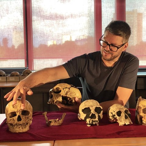 Der Wissenschaftler Philipp Gunz sitzt hinter einem Tisch auf dem sechs Schädel verschiedener Frühmenschenarten in einer Reihe angeordnet sind