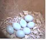 Blick durch die Webcam: Die Eier von Fritz und Friederike