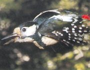 Buntspecht - Bild vergrößern