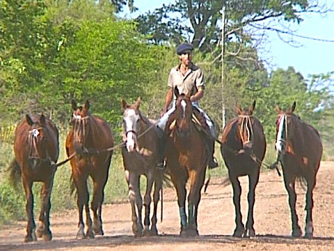 Ein Gaucho bei seiner Arbeit mit insgesamt 6 Pferden [Klick auf das Bild, schließt das Fenster]