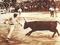 Ein Mann läßt sich von einem Stier durch eine Koppel jagen