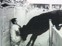 Ein Stier drückt einen Stierkämpfer gegen die Arenawand