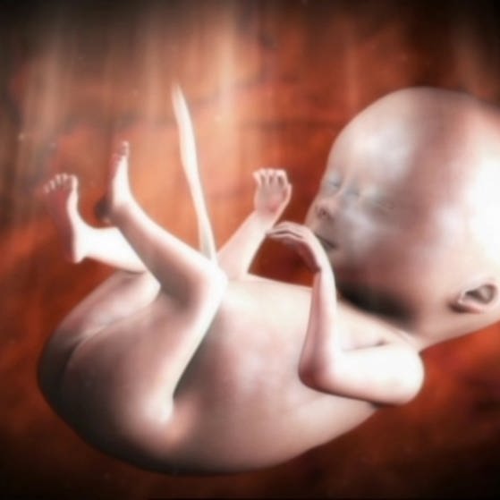 Fötus im Mutterleib. (Foto: SWR – Screenshot aus der Sendung)