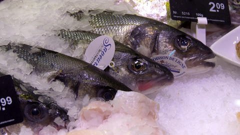 Verschiedene Arten Frischfisch auf Eis in einer Supermarkttheke.