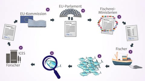 Darstellung eines Gesetzprozesses in der EU