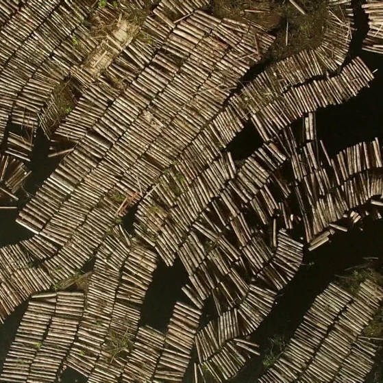 Luftbild : Hunderte Baumstämme im Wasser.