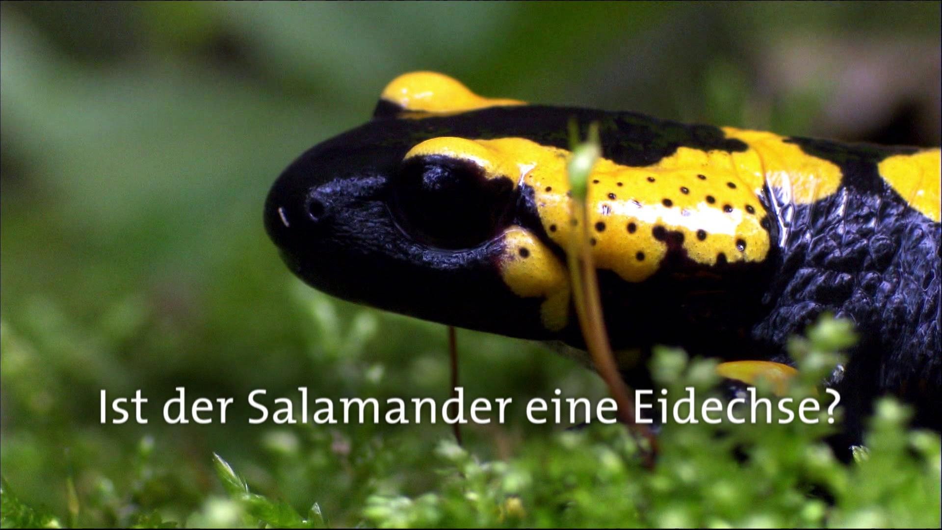 Ist der Salamander eine Eidechse? · Frage trifft Antwort