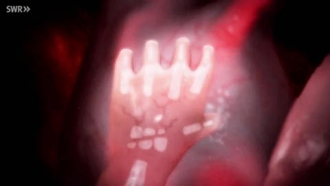 Computeranimation der Hand eines Babys im Bauch der Mutter.