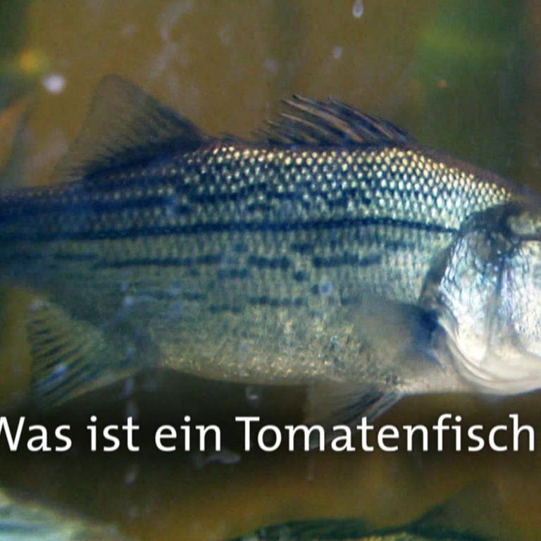Was ist ein Tomatenfisch? · Frage trifft Antwort (Foto: SWR)