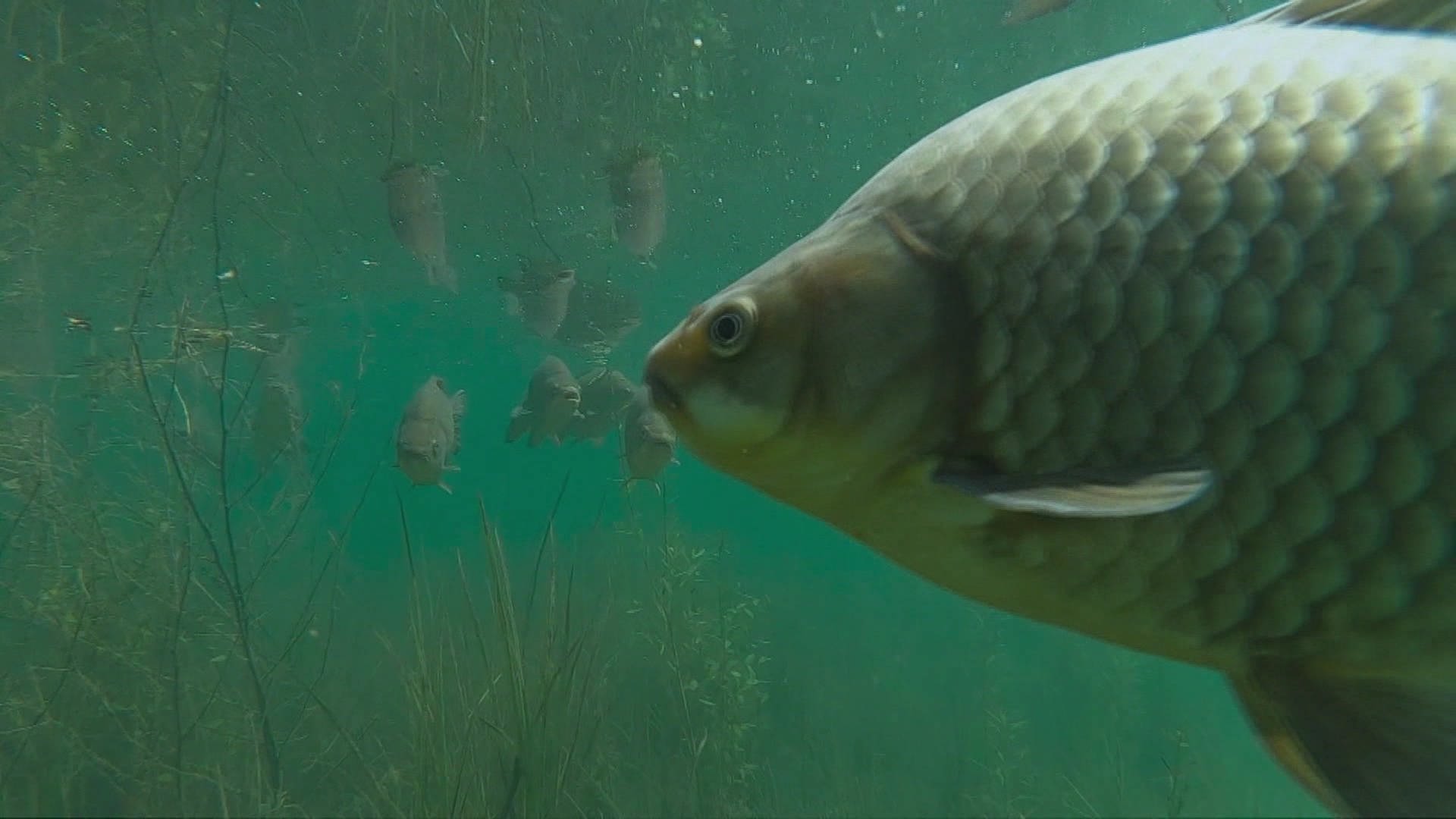 Ein Fisch schwimmt sehr nahe vor der Kamera ins Bild.