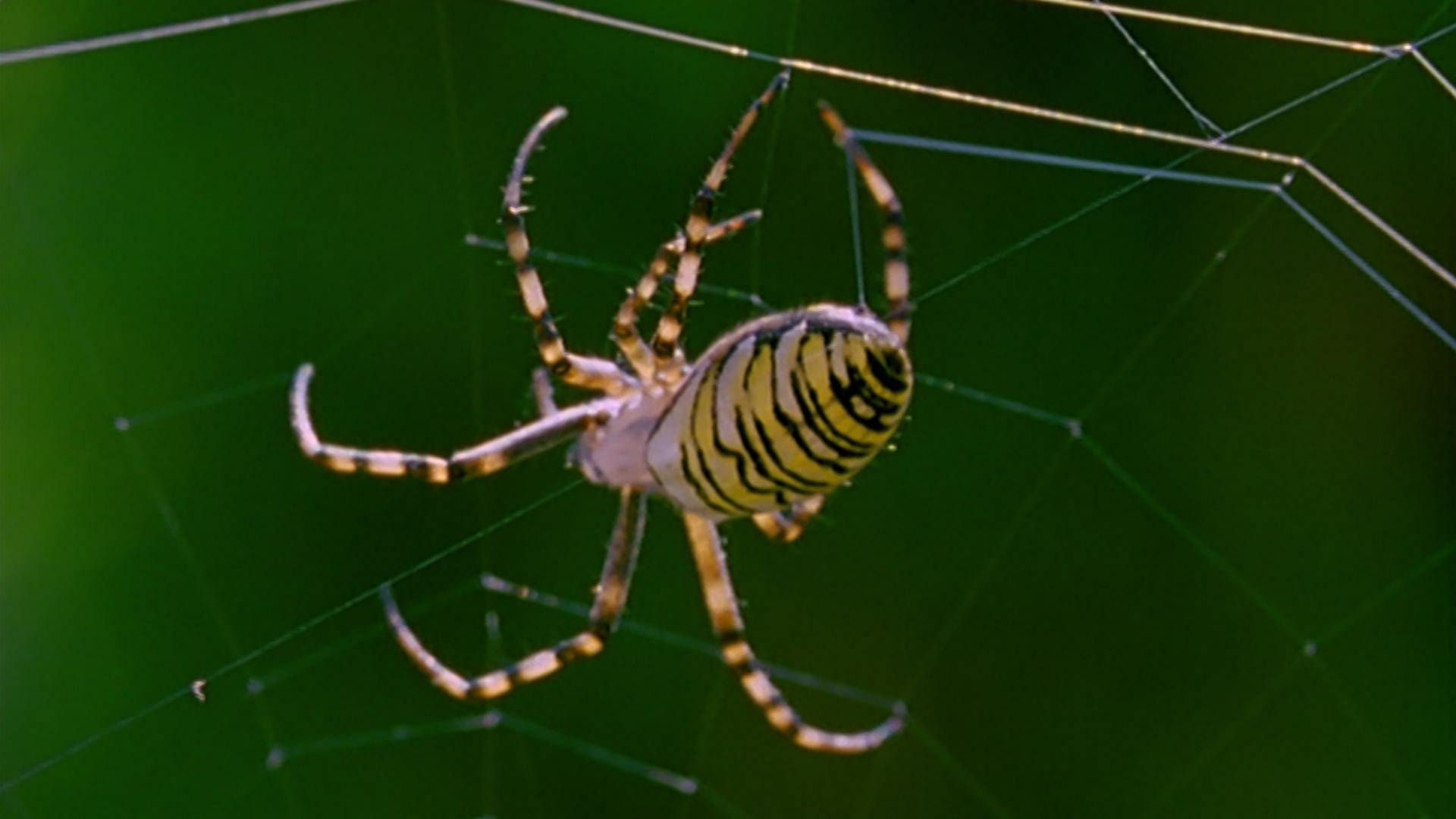 Geliebt und gefürchtet: Spinnen · Natur nah