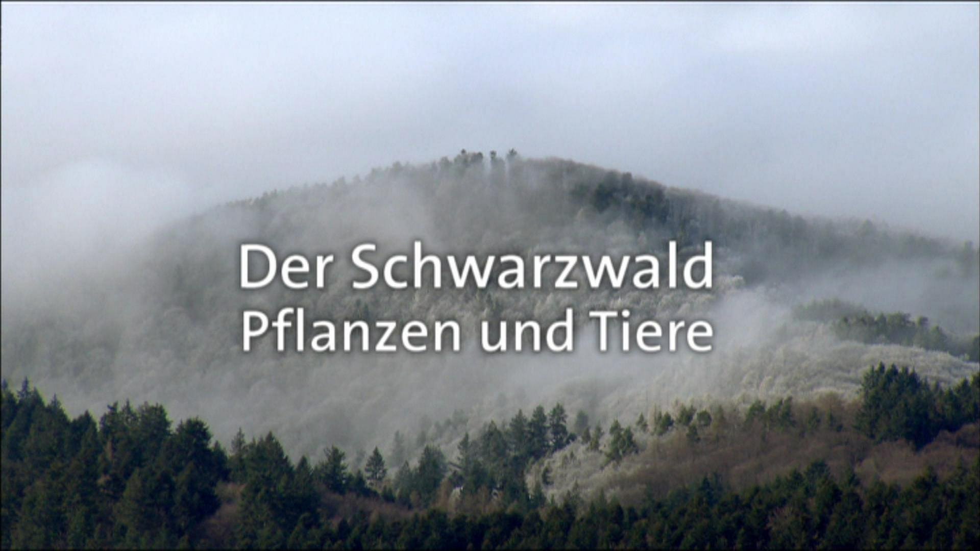 Pflanzen und Tiere im Schwarzwald